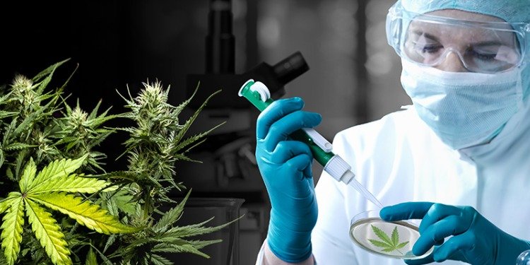 výskum využívajúci konope ako liek na bolesť a problémy so spánkom