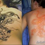 снимка драконова къна от 08/02/2017 No 083 - Драконова къна_ 12313132323