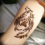 снимка на вълка Мехенди от 05.05.2018 г. №011 - вълкът Мехенди -