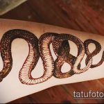 Снимка змия от къна - 21072017 - пример - 015 Змия с къна