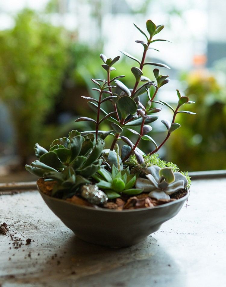 mini-záhradný dizajn-minimalistická-dekorácia-interiér-sukulenty