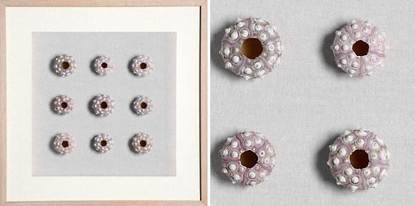 rámy obrazov minimalistického umenia morského ježka