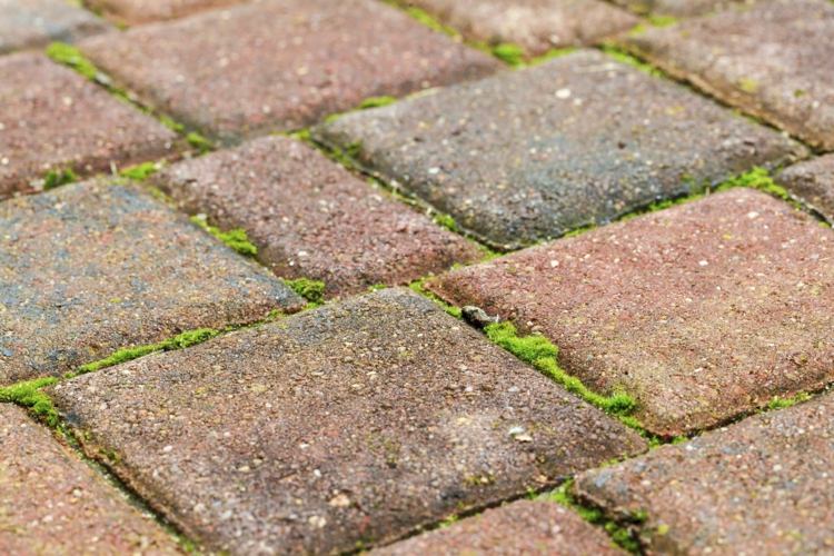 čistenie terasových dosiek odstráni domáce riasy z machových rias