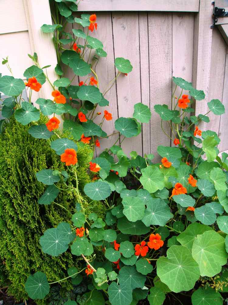 Drevený plot zelený nasturtium nasturtium