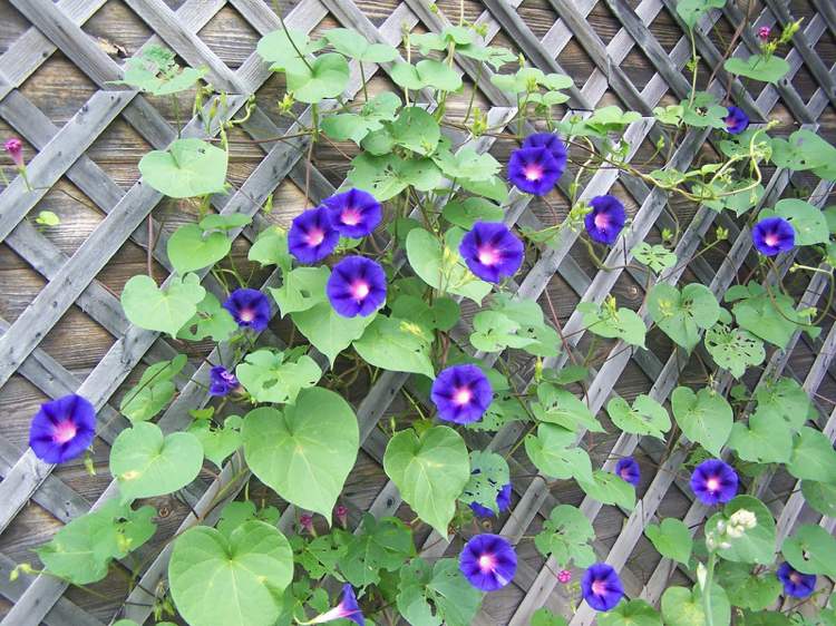 Morning glory ipomea drevený plot zelená liana