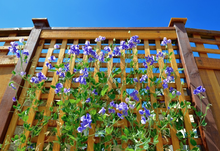Drevená plotová mriežka hrášok sladký Hrášok Lathyrus odoratus