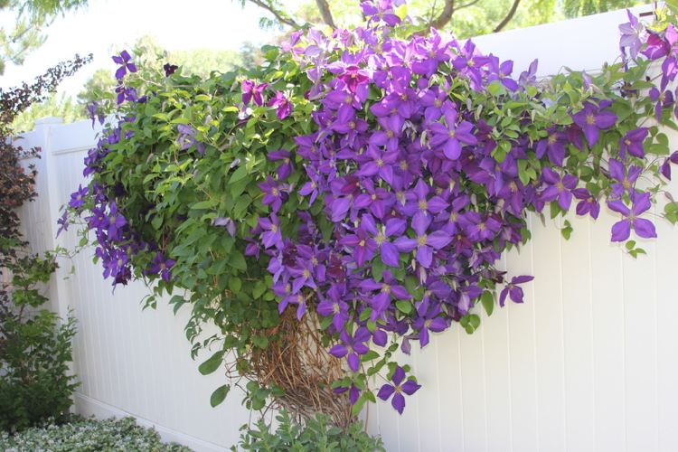 Plastový plot, biely, drevený vzhľad, plamienok, vždyzelené, veľké, fialové kvety