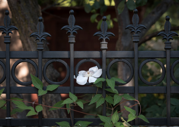 Popínavá rastlina Clematis biely kovový plot okrasný plot