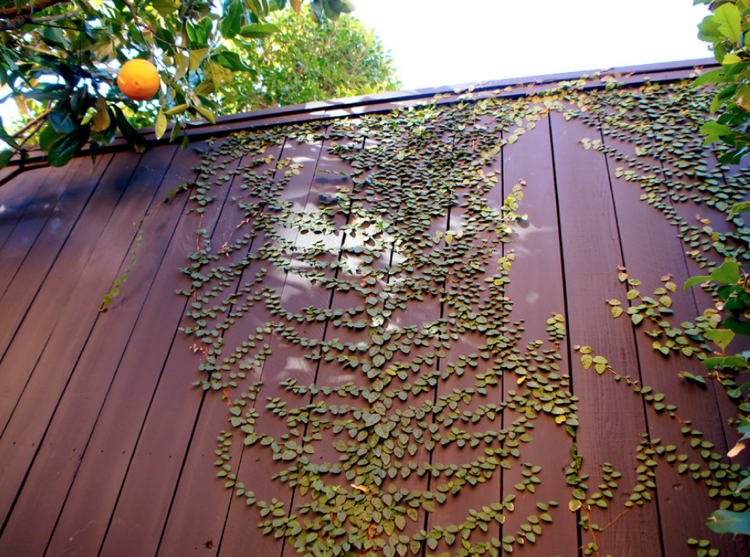 Horolezecký figový drevený plot zelené záchytné orgány bez pomoci pri lezení