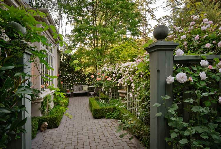 Horolezecké ruže drevený plot ruža odroda New Dawn