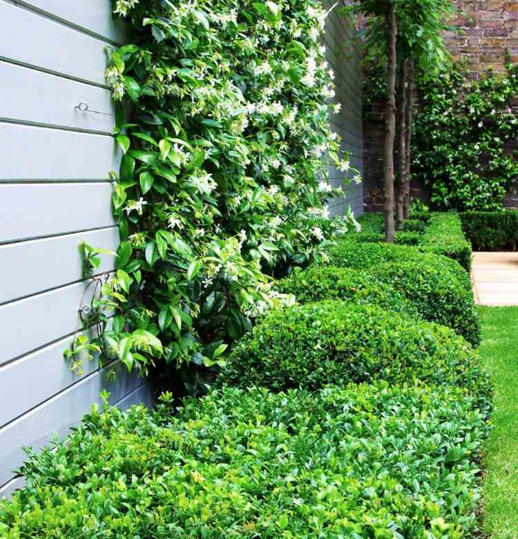 Čínsky hviezdicový jazmínový drôtený drevený plot z bukového dreva