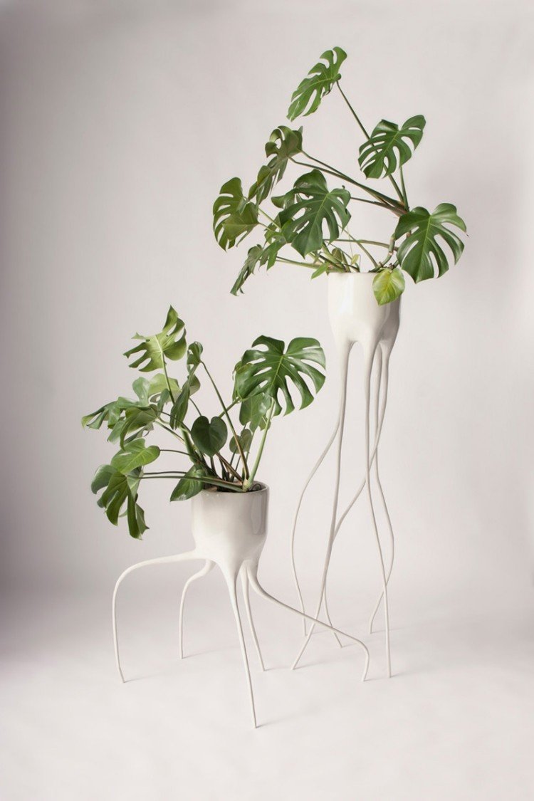 bielo maľované moderné kvetináče s rastlinou Monstera moderné kvetináče maľované bielou rastlinou monstera