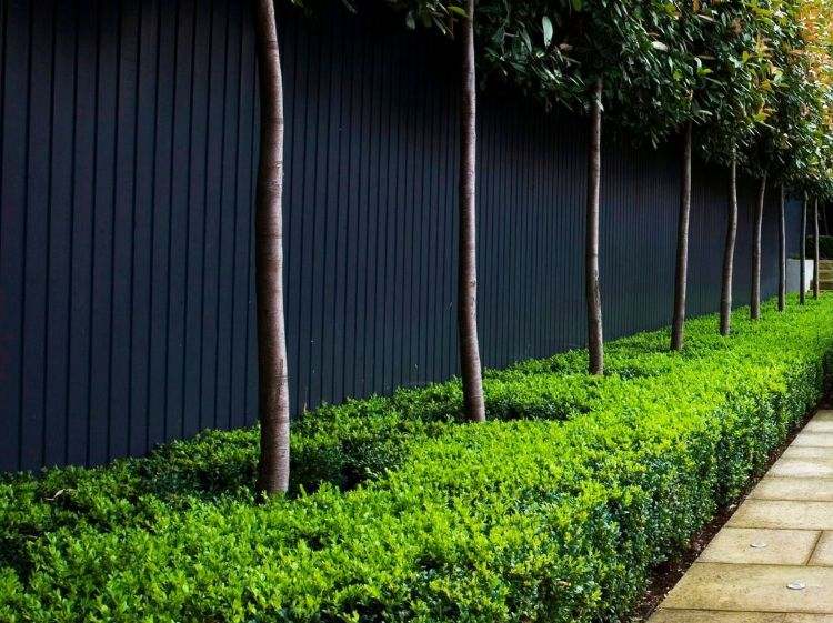 moderná záhradná architektúra záhradný dizajn geometrické tvary výsadba živého plota v tvare kvádra