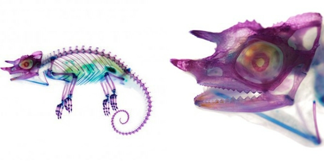 Chamalaeon art Japan pripravené purpurové Spoločnosť Art Japan pripravila purpurovú farbu