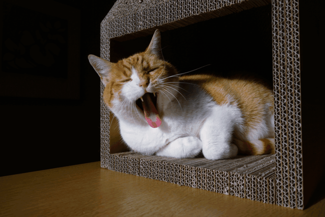 oranžovo biela kocovina pazúry oblasti spánku biela kocovina ostrenie pazúrov