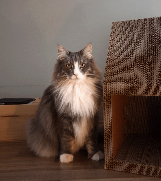 Sťahovací box pre domček pre mačky Plochý moderný dizajn nábytku pre zvieratá Sťahovací box Nórsky lesný kat