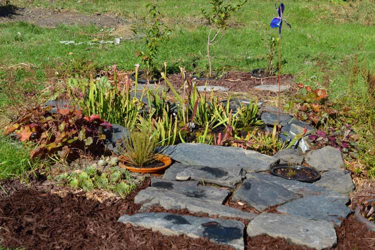 Vytvorte rašelinovú posteľ, aby vám v záhrade padlo do oka bog-postele-rastlina-stojace-voda-vytrvalé-exotické