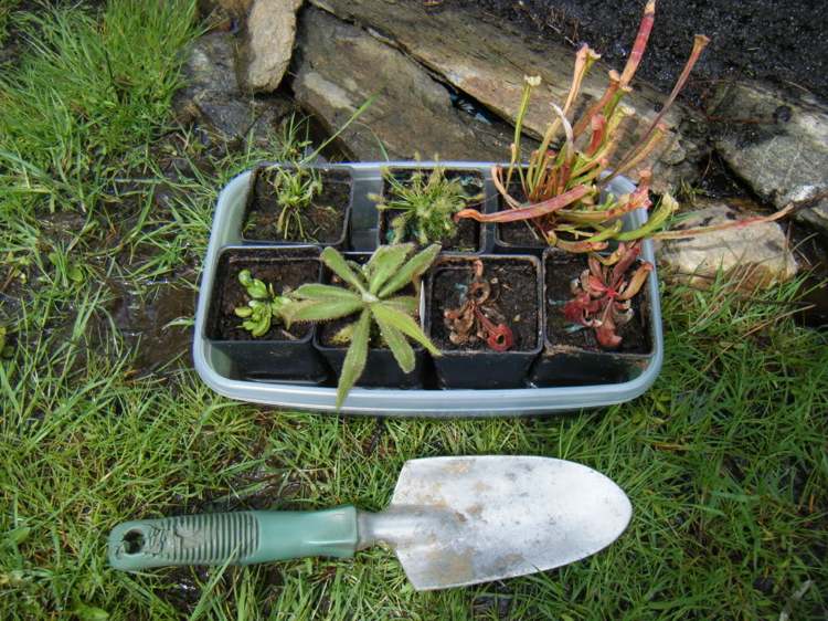 Umiestnite malé mäsožravé rastliny do záhona Rastlinné záhony-rastliny-exotické-mäsožravé-záhradníctvo