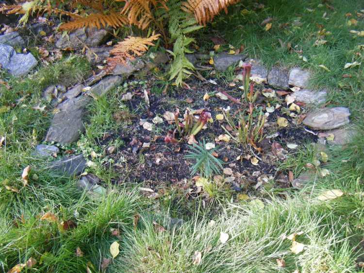 Pravidlá pre výsadbu - substrát a umiestnenie musia byť správne Postavte si vlastnú stavbu svojich vlastných záhradných kameňov