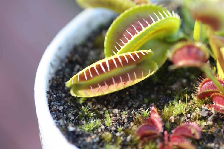 Mäsožravá rastlina - mucholapka Venuša (Dionaea muscipula) bog-bed-create-maso-jesť-rastliny-Dionaea-muscipula-