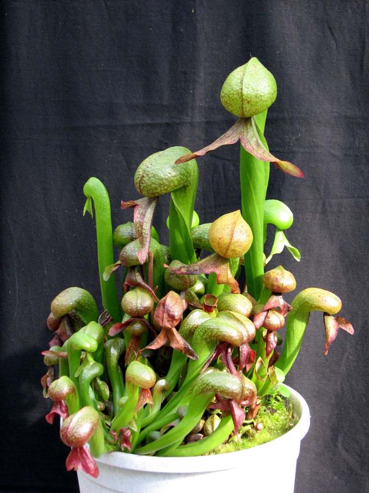 Mäsožravá rastlina - Cobra Lily (Darlingtonia californica) Slatinné lôžko-vytvorte-mäso-pojedajúce-rastliny-Darlingtonia-californica