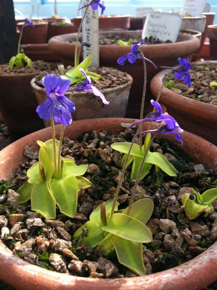 Typická močiarna rastlina - maslovník veľkokvetý Vřesovisko-vytvorte-rastliny-Pinguicula-grandiflora