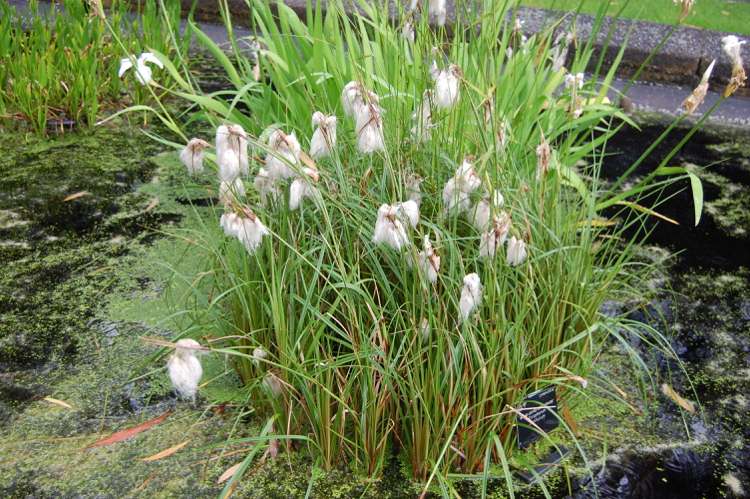 Typická močiarna rastlina - ruská bavlníková tráva Bog-bed-plant-eriophorum-russelianum-ruština-vlna-tráva
