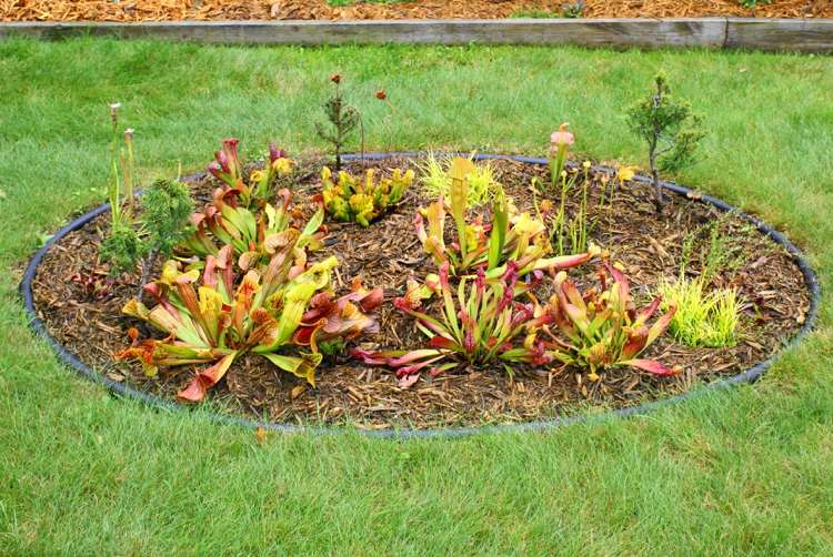 Vytvorte v záhrade záhon pre exotického oka Vytvorte bažinaté rastliny-okrúhly-veľký-vaňový-trávnik