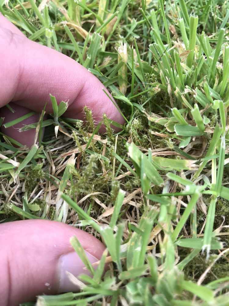 Mech na trávniku bojové dôvody