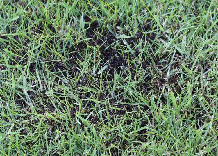 Na trávniku chemicky odstráňte mach