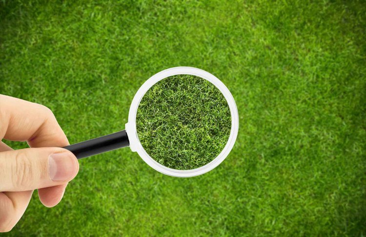 Mach v trávniku je znakom nedostatku živín a kyslej pôdy