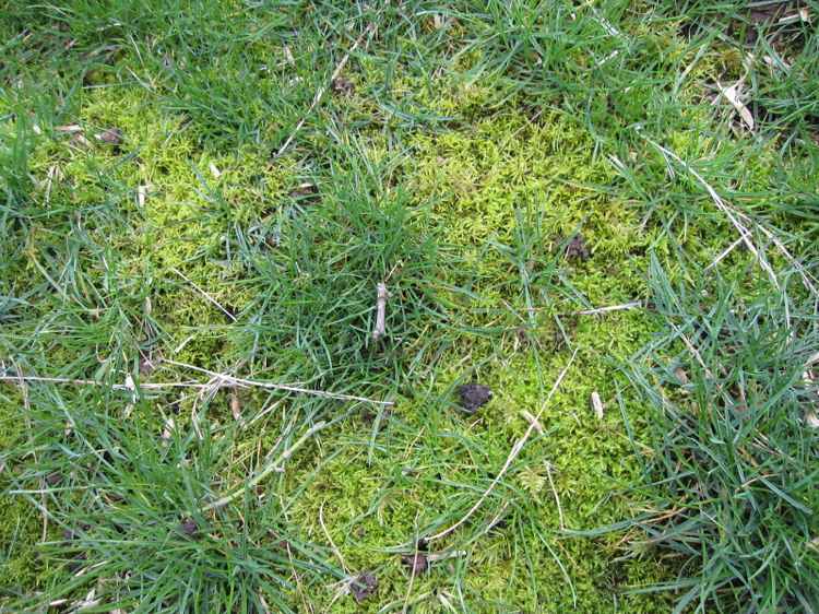 Síran železitý z trávnika chemicky odstráňte