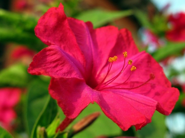 rastliny-noc-voňavá-ružová-zázračná kvetina-kvet-prach-ozdoba-záhrada-nápad