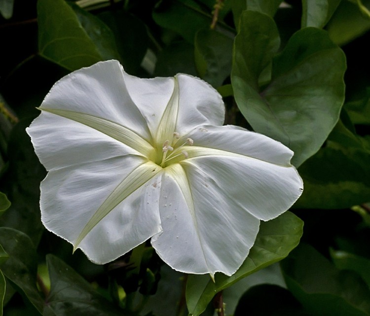 rastliny-noc-voňajúce-ipomoea-alba-záhradný-dizajn-nápad-biely kvet