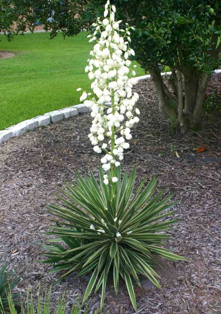 listy yucca voňajúce rastlinné noci-stredomorské-exotické kvety-biele-mečové listy