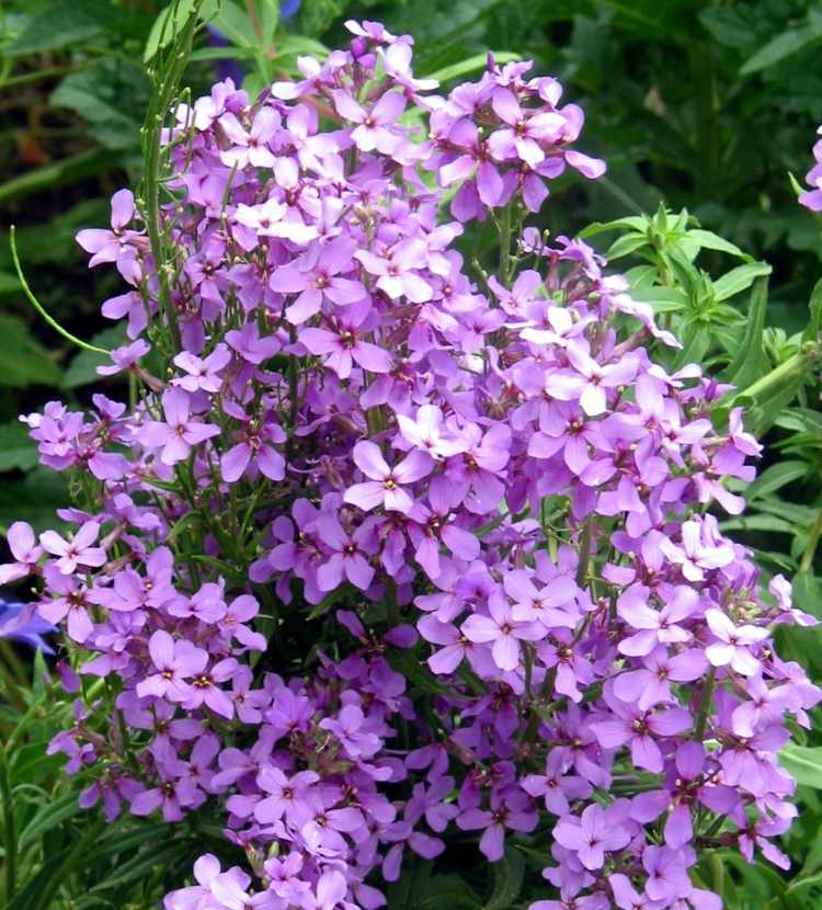 rastliny voňajúce v noci obyčajný-noc-viola-orgován-dvojročné kvety