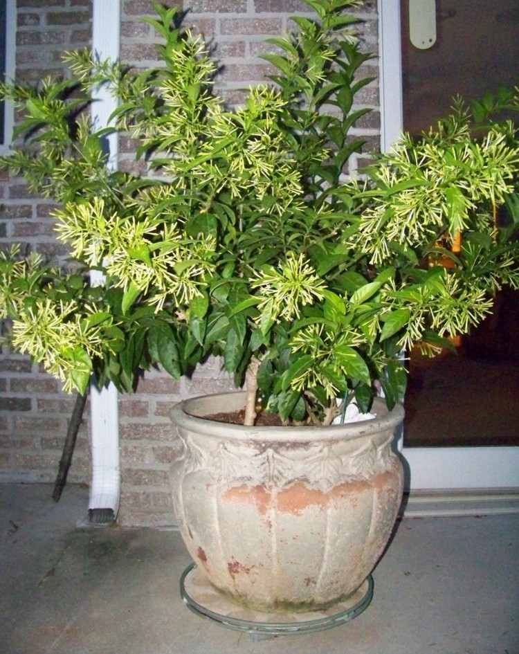 nocne kvitnúce rastliny kvet-noc jazmínový hrniec-nápad-dizajn-terasa