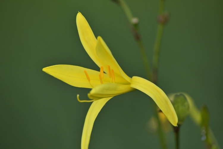 rastliny-noc-voňajúce-citrón-denivka-žltá-pekná-záhradná-dizajn-nápad-jednoduchá starostlivosť