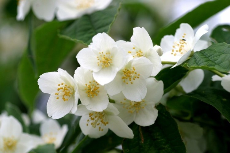 v noci voňajúce rastliny európskych rúrok-kríkov-bielych kvetov