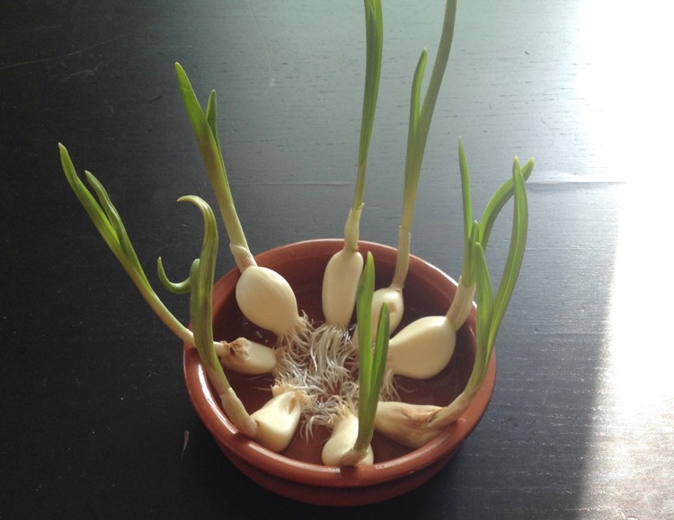 Cesnak necháme vo vode odstáť, kým sa nevytvoria korene obnoviteľné-zelenina-voda-cesnak-pestujúce-prsty