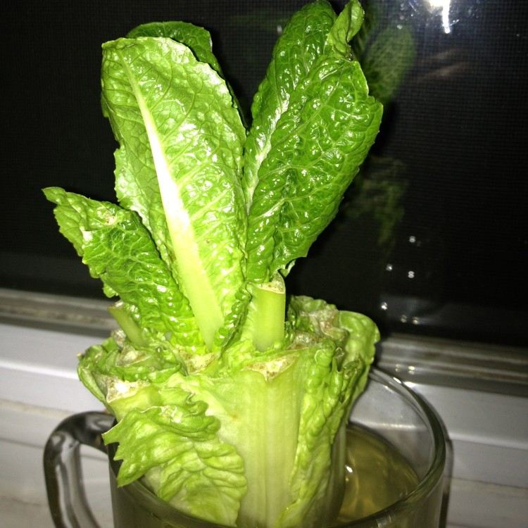 Rímsky šalát nechajte narásť v pohári vody obnoviteľná zelenina-voda-rímsky šalát-sklo-domov