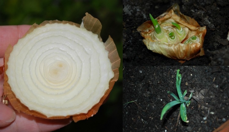 Cibuľu necháme narásť zo starej pestovanie-obnoviteľné-zelenina-voda-pestovanie-cibuľa-pôda