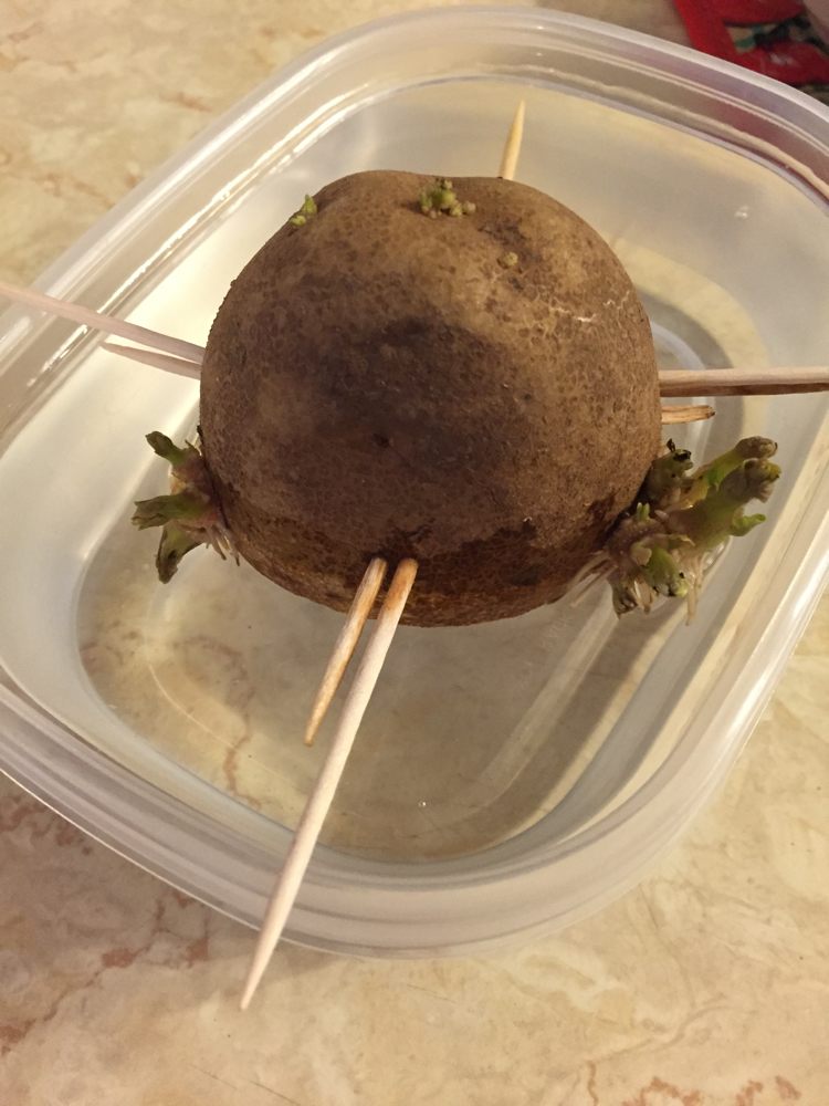 Zemiak fixujte nad vodou špáradlom obnoviteľné-zelenina-voda-koreň-zemiaky-špáradlá