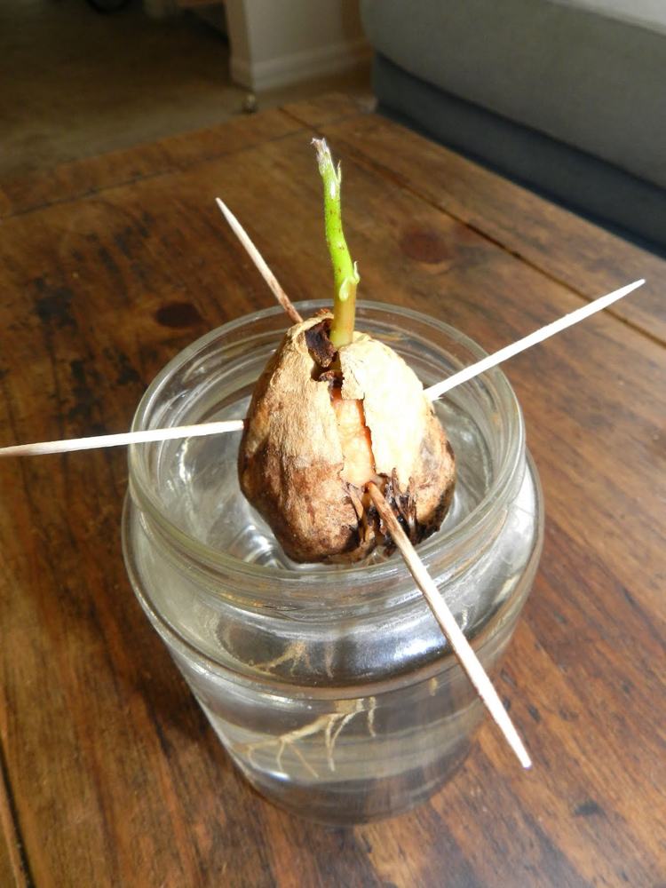 Tretinu jadra avokáda nechajte odstáť vo vode obnoviteľné jadrá-voda-avokádo-špáradlo-sklo