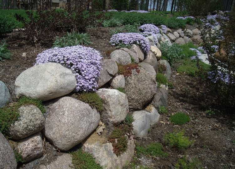 sadrokartón-výsadba-stena-koruna-phlox