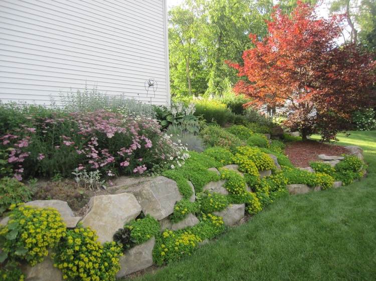 suchá kamenná stena-výsadba-hora vňať-žltá