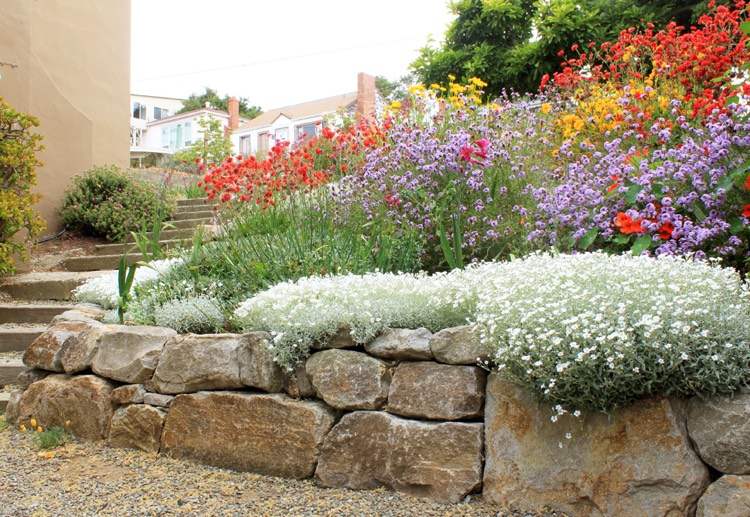 suchá kamenná stena-výsadba-visiaca-stena-koruna-filziges-hornwort