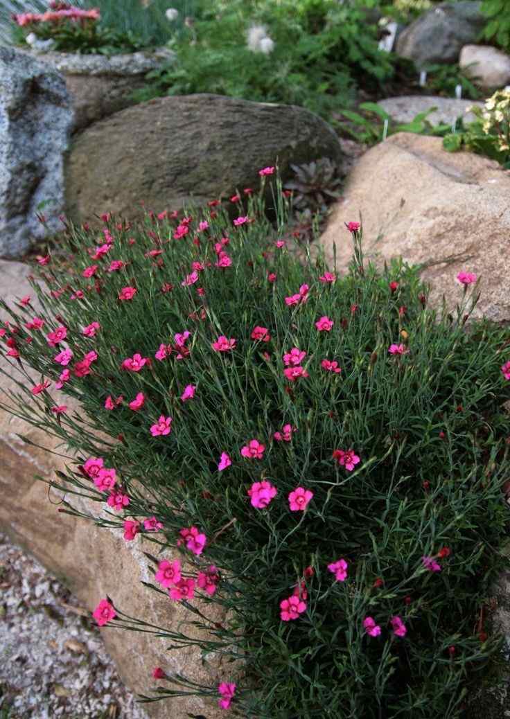 sadrokartón-výsadba-dianthus-perie-karafiát