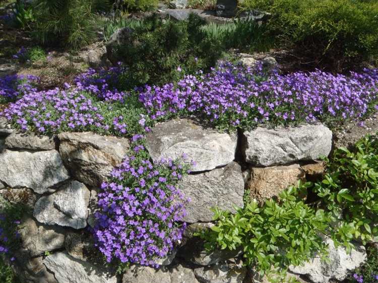 sadrokartón-výsadba-modrý-vankúš-purpurový