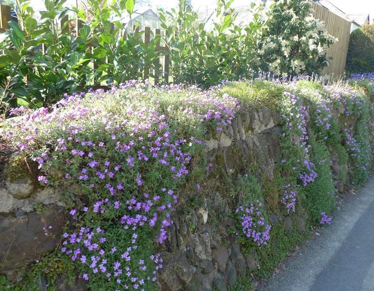 sadrokartónové dosky-výsadba-závesné-modré-vankúše